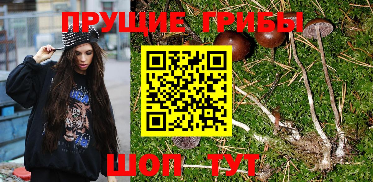Галлюциногенные грибы Psilocybe  наркошоп  Вход с VPN  Павловский Посад  Галлюциногенные грибы прущие грибы 